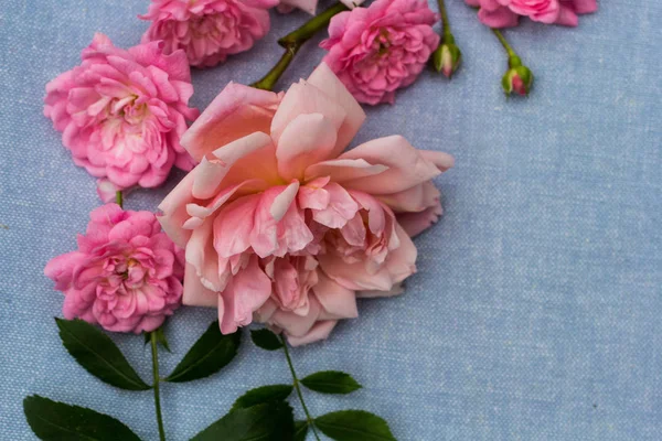 Vackra Romantiska Rosiga Bakgrund — Stockfoto