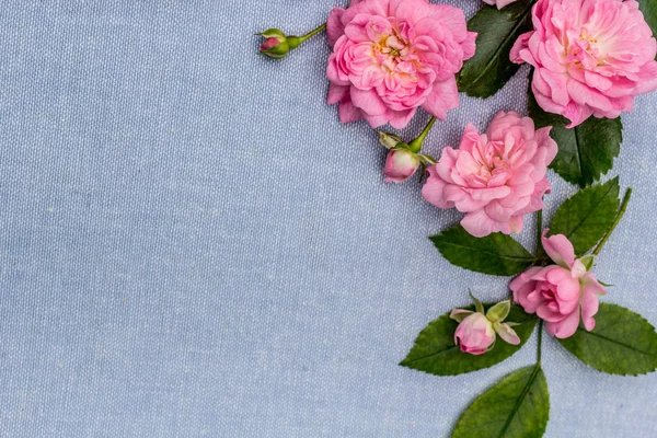 Hermoso Romántico Fondo Rosado — Foto de Stock