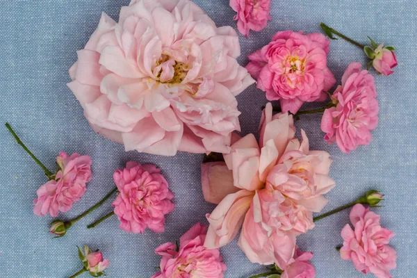 Románticas Rosas Sobre Fondo Azul — Foto de Stock