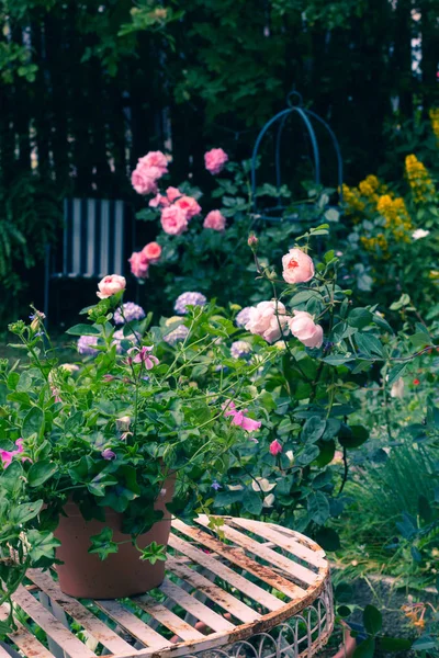 Schöner Heimischer Garten Mit Weißem Gartentisch Und Blühenden Rosen — Stockfoto