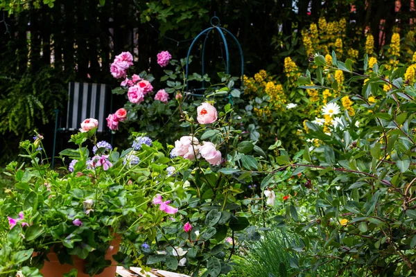 Όμορφα Λουλούδια Για Σπίτι Στον Κήπο Τριαντάφυλλα — Φωτογραφία Αρχείου