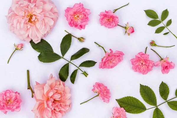 Рожеві Троянди Білому Тлі — стокове фото