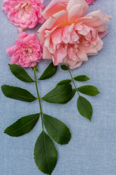 Hermoso Romántico Fondo Rosado — Foto de Stock