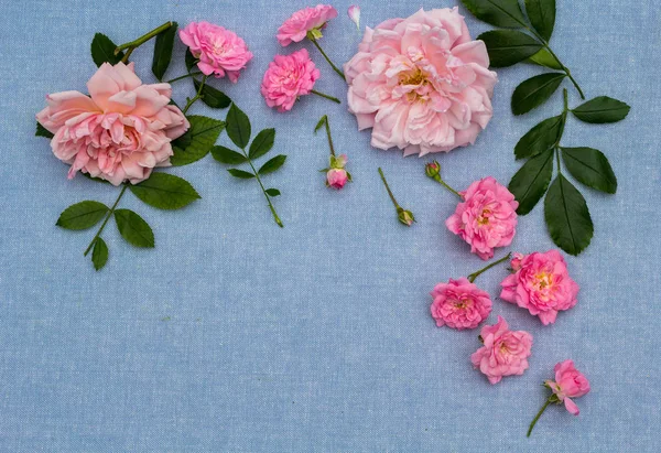 美しい ロマンチックなバラ色の背景 — ストック写真