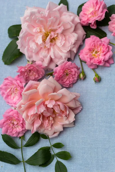 美しい ロマンチックなバラ色の背景 — ストック写真