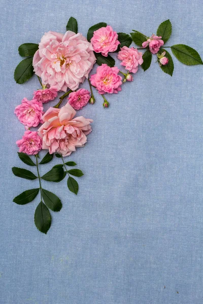 Beau Fond Rose Romantique — Photo