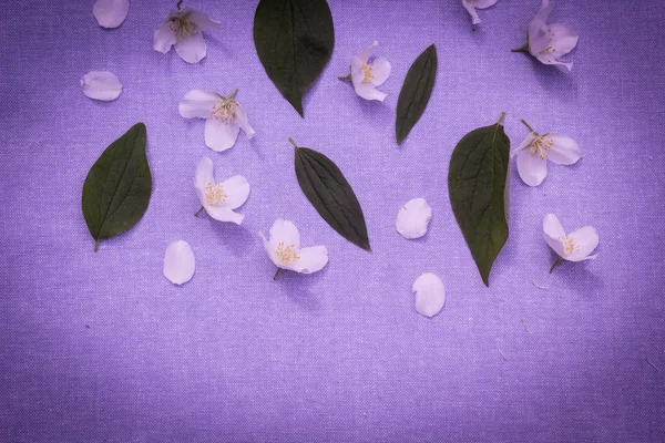 Romantisk Blommig Bakgrund Med Vita Blommor Lila Tyg — Stockfoto