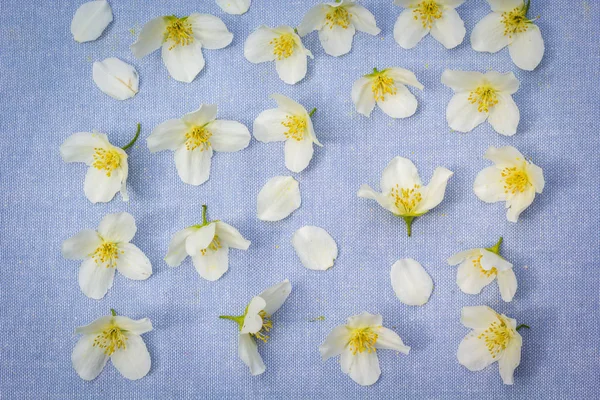 Weiße Blumen Auf Blauem Hintergrund — Stockfoto