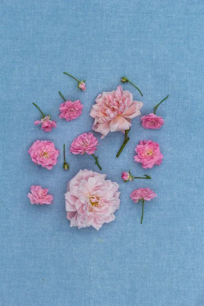 一组蓝色背景上的粉红色玫瑰 — 图库照片