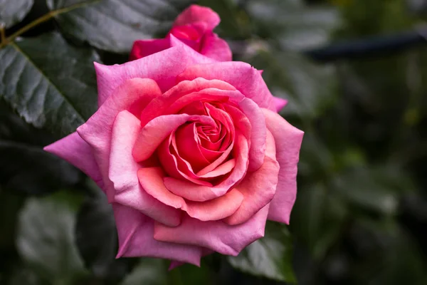 Beautiful Aloha Rose Bush Bloom — Stock Photo, Image