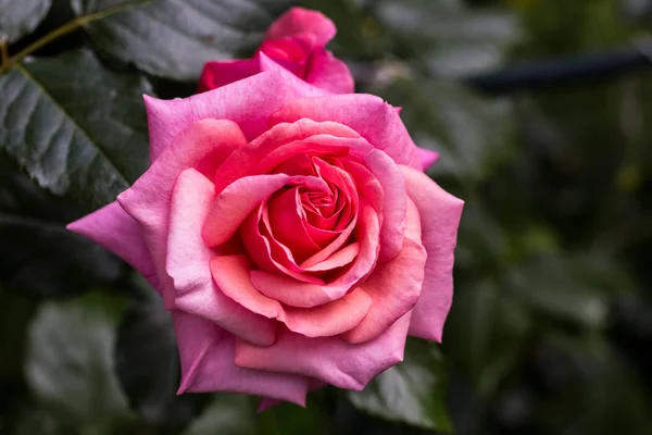 Schöner Aloha Rosenstrauch Voller Blüte — Stockfoto