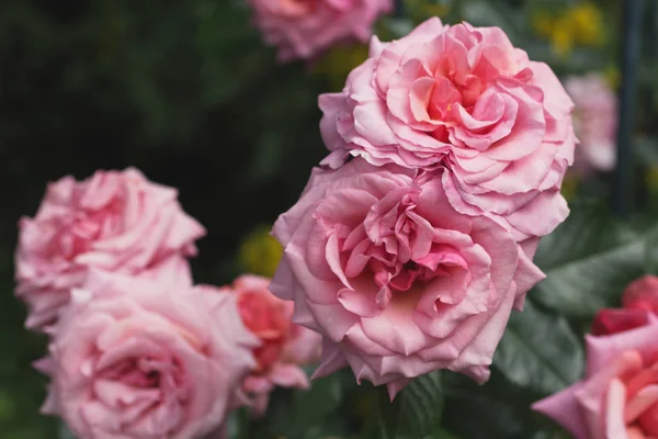 美しいアロハ バラ咲いてブッシュ — ストック写真
