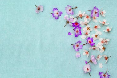 Güzel Hercai Menekşe ve farbic arka plan gül