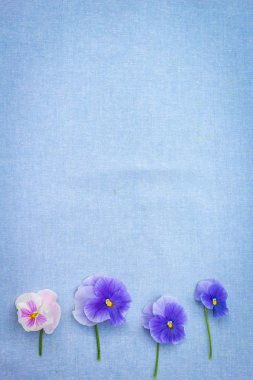 Romantik mavi Hercai menekşe mavi, kumaş arka plan üzerinde