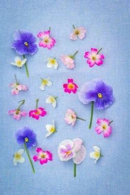 Beautiful pansies and roses on the farbic background clipart