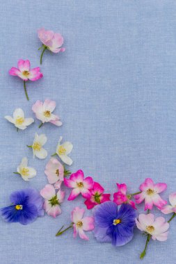 Beautifuil, mavi, kumaş arka plan üzerinde pembe Gül ve menekşe hanım evlatları ile doğal çerçeve