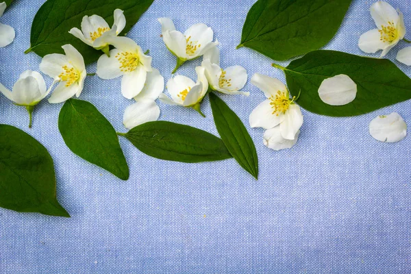 春天白色的花和绿色的叶子 春天背景 — 图库照片