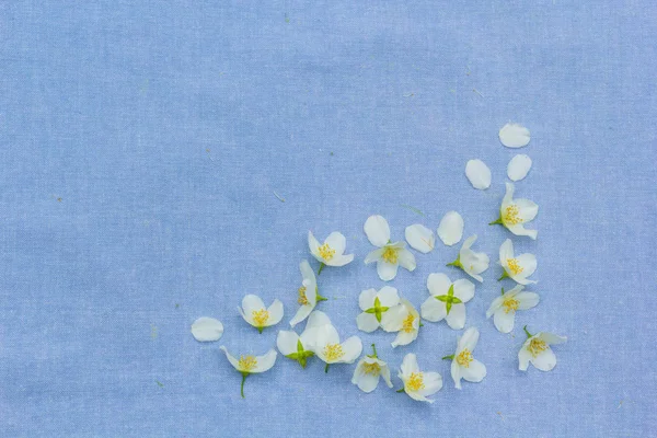 Delicadas Flores Blancas Sobre Fondo Azul Tela —  Fotos de Stock