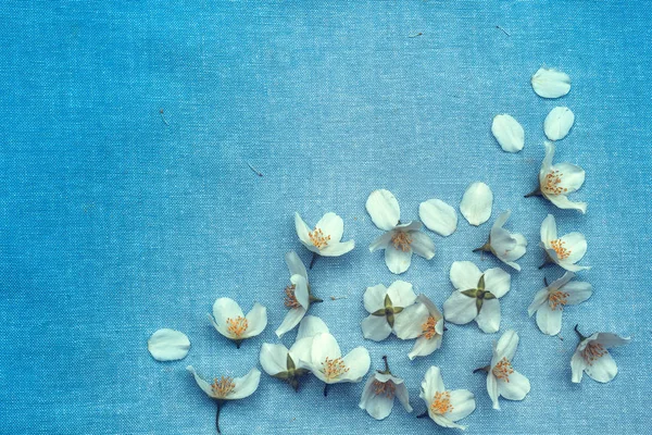 Flores Brancas Delicadas Fundo Azul Tecido — Fotografia de Stock