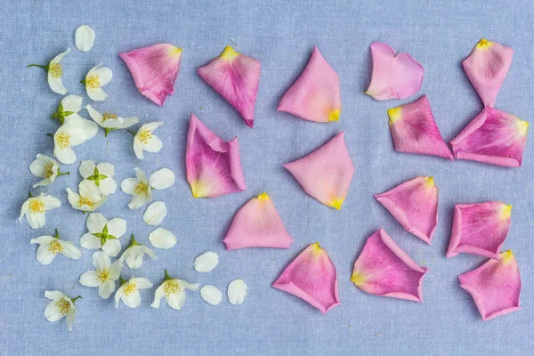 Fondo Floral Romántico Con Flores Blancas Pétalos Rosa Rosa —  Fotos de Stock