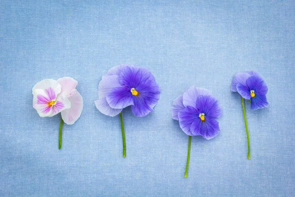 Romantic Blue Pansies Blue Fabric Background — Stock Photo, Image