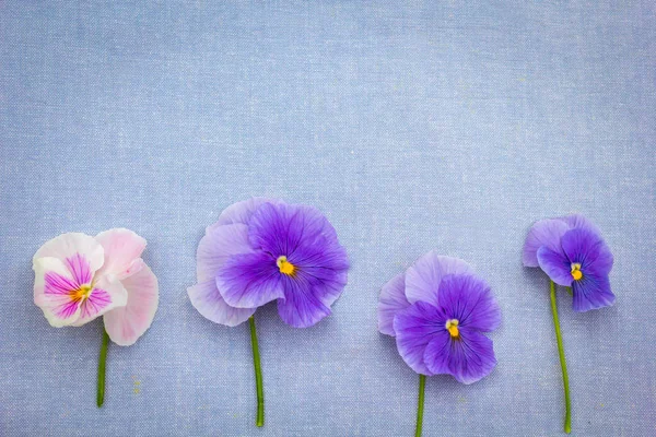 Culottes Bleues Romantiques Sur Fond Bleu Tissu — Photo