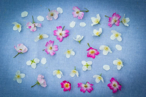 Delicate Witte Bloemen Blauw Stof Achtergrond — Stockfoto