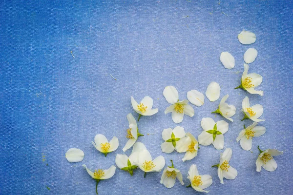 Delicate Witte Bloemen Blauw Stof Achtergrond — Stockfoto