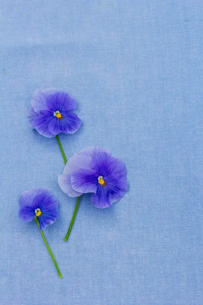 Romantische Blauwe Viooltjes Blauw Stof Achtergrond — Stockfoto