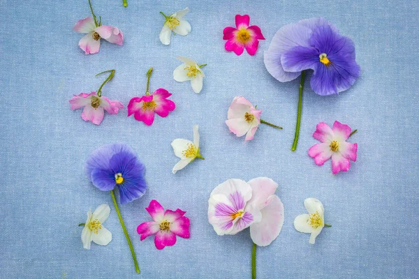 Schöne Stiefmütterchen Und Rosen Auf Dem Farbigen Hintergrund — Stockfoto