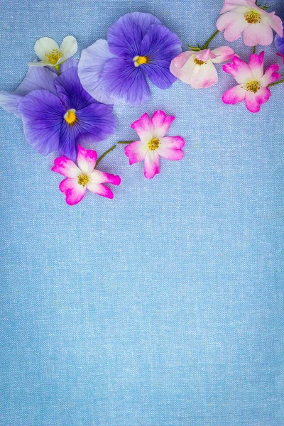 Beautifuil Přírodní Rám Fialové Macešky Růžové Růže Modrém Tkaniny Pozadí — Stock fotografie