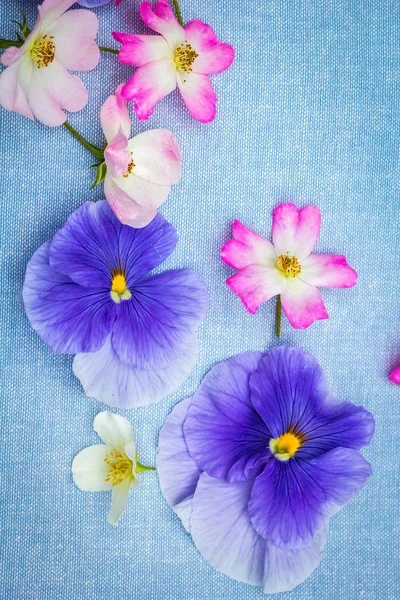 Beautifuil Natuurlijke Frame Met Paarse Viooltjes Roze Rozen Blauw Stof — Stockfoto