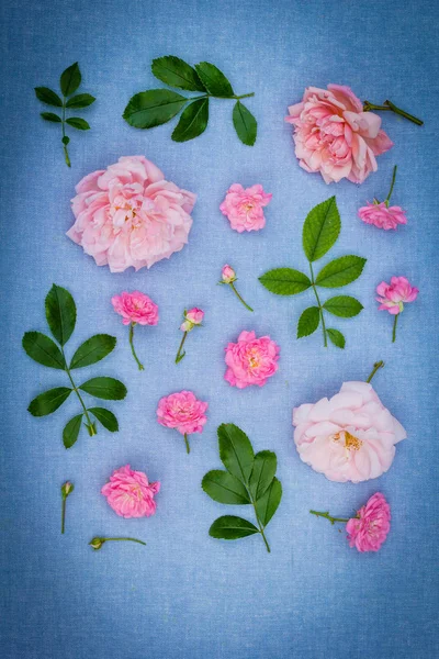 Krásné Romantické Květinové Pozadí Růžové Růže Modrém Tkaniny Pozadí — Stock fotografie