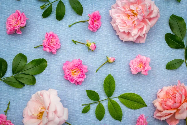 Beautifu Romantischer Blumiger Hintergrund Mit Rosa Rosen Auf Blauem Stoff — Stockfoto