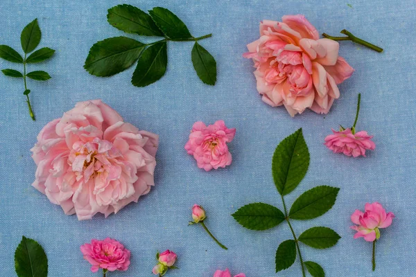 Beautifu Romantisk Blommig Bakgrund Med Rosa Rosor Blå Tyg Bakgrund — Stockfoto