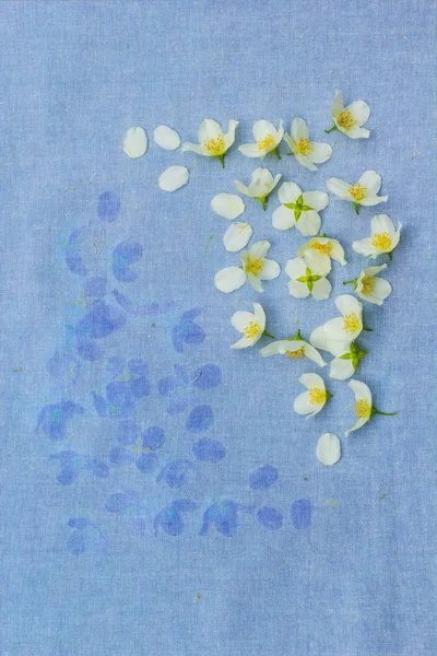 Blanc Fleurs Sur Bleu Fond Tissu — Photo