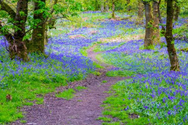 Iskoçya ormanda güzel Bluebells