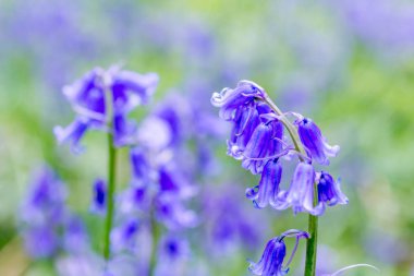 Iskoçya ormanda güzel Bluebells, bulanıklık ile makro vurdu