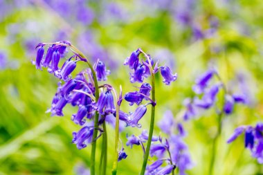 Iskoçya ormanda güzel Bluebells, blurr ile makro vurdu