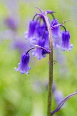 Iskoçya ormanda güzel Bluebells, blurr ile makro vurdu