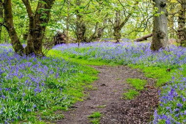 Iskoçya ormanda güzel Bluebells