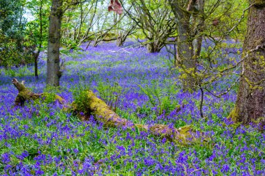 Mayıs ayında Iskoçya ormanda güzel Bluebells, Birleşik Krallık