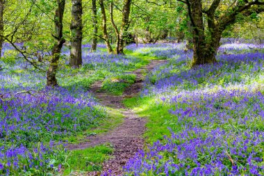 Iskoçya ormanda güzel Bluebells