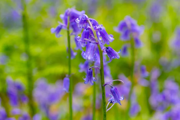 Piękne Bluebells Lesie Szkocji — Zdjęcie stockowe