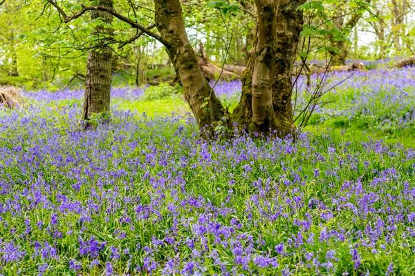 Iskoçya Ormanda Güzel Bluebells — Stok fotoğraf