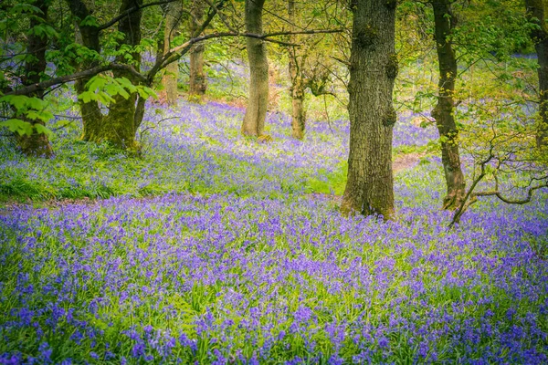 Lindos Sinos Azuis Floresta Escócia — Fotografia de Stock