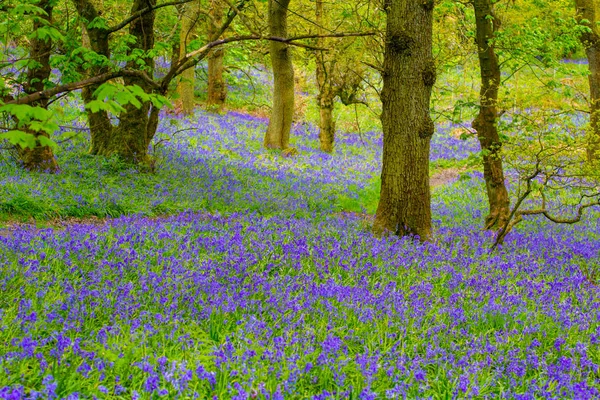 Bellissime Campanule Nella Foresta Scozia — Foto Stock