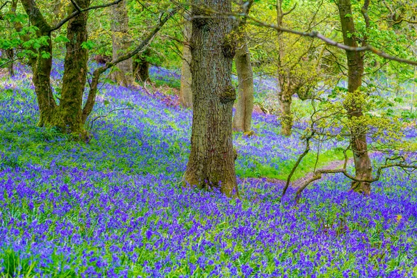 Beautiful bluebells in the forest of Scotland