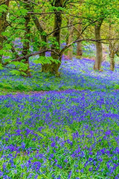 Vackra Bluebells Skogarna Skottland — Stockfoto