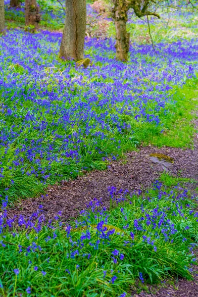 Beautiful Bluebells Forest Scotland — Stock Photo, Image